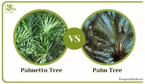 Palmetto Vs Palm Tree Tree Как отличить их от садовников