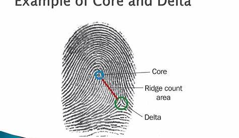 Fingerprint Delta Ppt Analysis Powerpoint Presentation Бесплатная загрузка