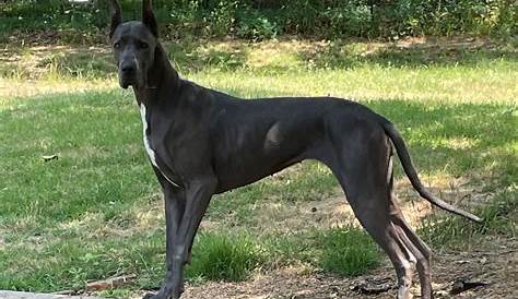 Hoobly Missouri Akc зарегистрировала в Сент-Луисе больших датских мужчин