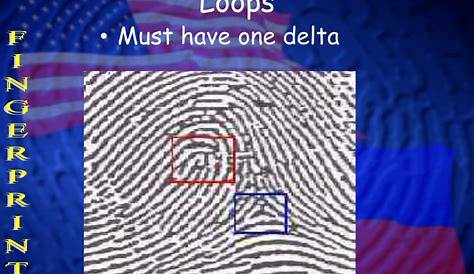Delta In Fingerprints Ppt Troduction To Fgerprtg Powerpot Presentation Бесплатно