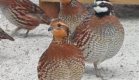 Jumbo Bobwhite Quail в продаже 50 Giant Hatching 30 ноября
