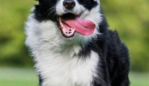 Salem Free Craigslist Dog Border Collie Farm & Garden by Owner Sale (недоступная ссылка — история).