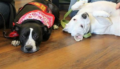 Gurrs And Purrs спасают Yelm Pitties и Pet Baltimore