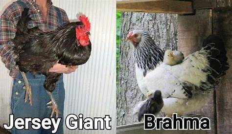 Craigslist Redding Farm and Garden Jersey Giant Mix Hens & By Owner Sale (недоступная ссылка — история).