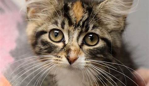 Petfinder Ks Cat для усыновления Valkyrie Ao30808 A Tabby Mix в Канзас-Сити