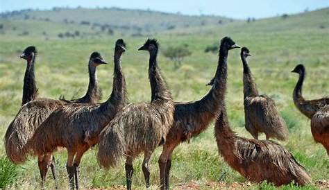 Как называется группа Emus Clled? Lt + Why? Birdfct