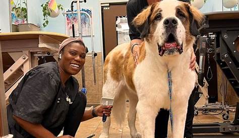 Petsmart Career Career Карьера Применить
