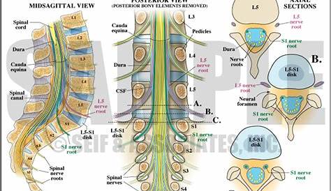 Распределение позвоночника нервного корня Lumbar