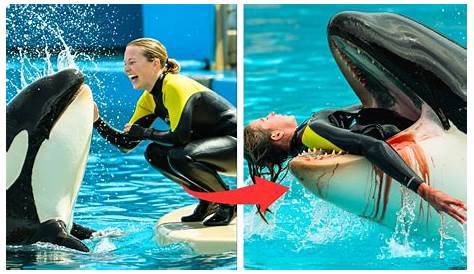 Тиликум убил рассвета: президент Seaworld Orca умер за свое свободное время