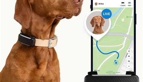 Понимание щенка GPS: окончательное руководство для владельцев домашних животных