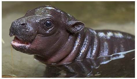Обсуждение The Adorable World of Baby Pygmy Hippopotamus