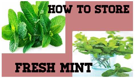 Оригинальное название: Mint Mastery: A Guide on How to Store Fresh Mint