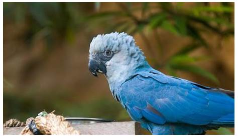 Оригинальное название: The Spix’s Macaw: A Unique Species on the Brink of Extinction