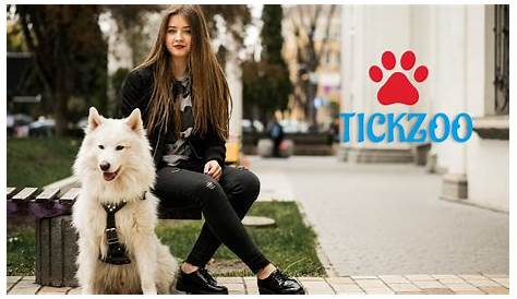 Tickzoo: всеобъемлющее руководство по пониманию этой уникальной платформы