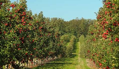 Cider Hill: всеобъемлющее руководство по лучшему опыту Apple Orchard