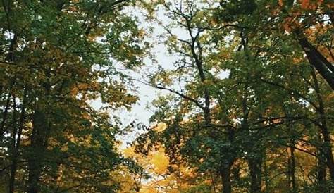 Оригинальное название: Algoma Township, MI: A Hidden Gem in the Heart of Michigan