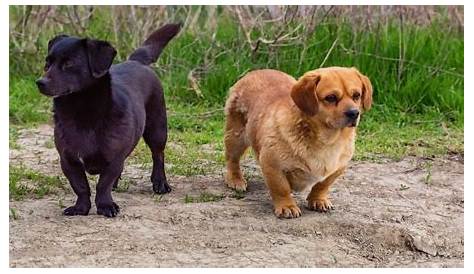 Dachshund Labrador Mix: The Ultimate Guide to This Adorable Hybrid Breed (альбом)