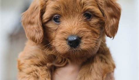 Чайка Golden Doodle: идеальный компаньон для любителей собак