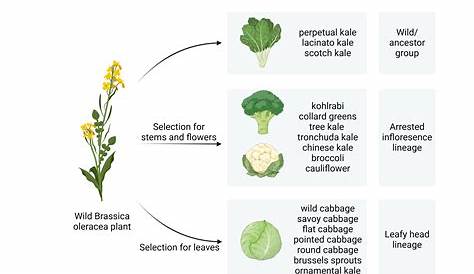 Оригинальное название: Oleracea Brassica: The Nutritional Powerhouse of the Brassica Family