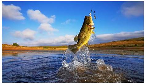 Big Bass: The Ultimate Guide to Understanding and Catching This Iconic Fish (недоступная ссылка — история).