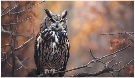 Оригинальное название: Cowherd Parrott: The Comprehensive Guide to an Enigmatic Bird