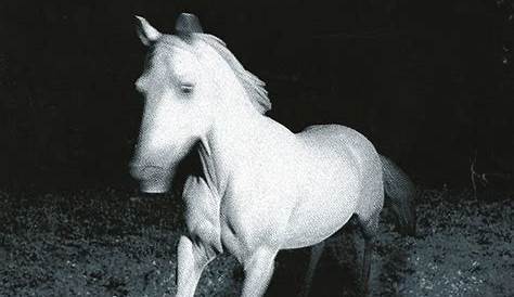 Скачать альбом The Sonic Depths Of \»White Pony\