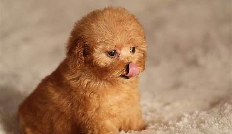 Оригинальное название: The Tea Cup Poodle: The Ultimate Guide