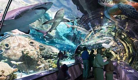 Оригинальное название: The Wonders of Ripley’s Aquarium Gatlinburg