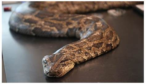 Оригинальное название: The Enigma: The Massive 198 Lb Burmese Python