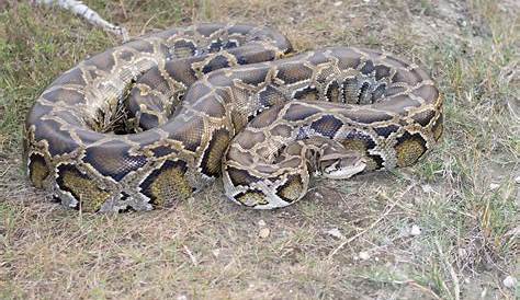 198 Lb Burmese Python: Wildlife Marvel