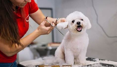 Groomer Discord — новая эра в коммуникации с домашними животными Plce Nieuw Hondenkpslon Buggenhout