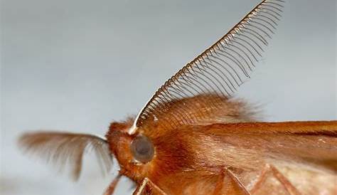Почему мотыльки вибрируют Ug Mackenzie Dds Изображения Чудесный мир мотыльков