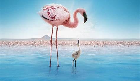 The Crimson Mystery of the Flamingos Crossword Wing Apple Tv Mx (недоступная ссылка — история).