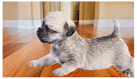 Binghamton Craigslist Pets Pug Мальтийский щенок