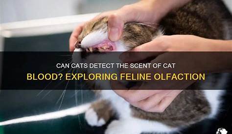 Могут ли кошки пахнуть кровью Кошачий нос обнаружить сер у своих кошачьих друзей?