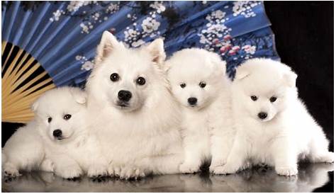 Spich Dog — Ultimate Guide to This Unique Breed Spitz (альбом)