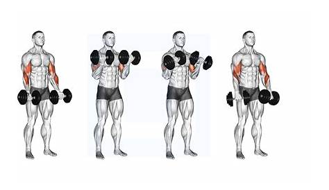 Оригинальное название: The Ultimate Guide to Mastering Zottman Curls for Superior Arm Strength