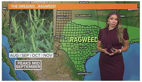Wfaa Pollen Count Dfw Погода Что такое сегодня?