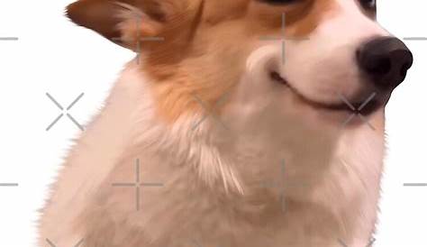 Оригинальное название: The Multitalented Persona Oh You Sly Dog R Yiffinhell