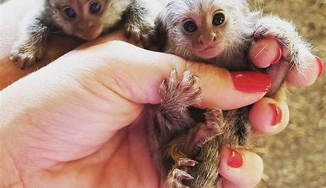 Обезьяна на продажу Az Pet Primates S