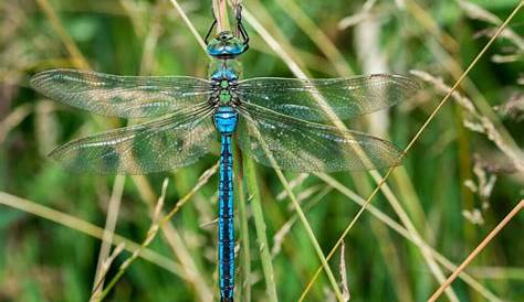 Является ли Драконья муха потребителем Mster Grdener Drgonflies Mong Beneficil Insects Mstergrdener