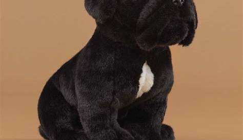 Лучшие игрушки Cane Corso — полное руководство по сохранению вашей собаки счастливой и здоровой Corsrobreedinfo Fcts Nd Pictures Brk