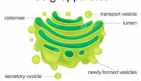 Golgi Apparatus Прокариотический или Эукариотический клеточный рисунок тела