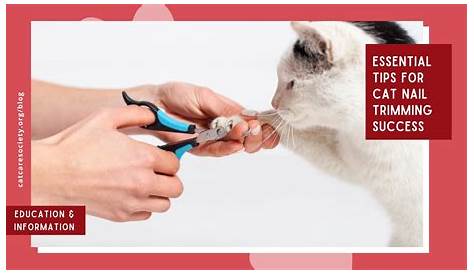Сколько стоит обрезка гвоздя кошки в Petco Cn, я разрезала свои гвоздики с помощью собачьих ласточек