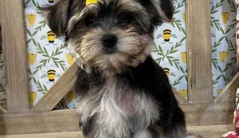 Морки Канзас щенок на продажу Petland North