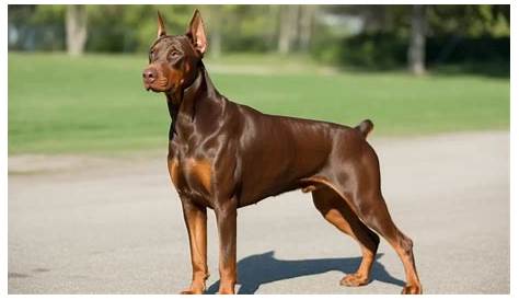Все, что вам нужно знать о Red Doberman: полное руководство