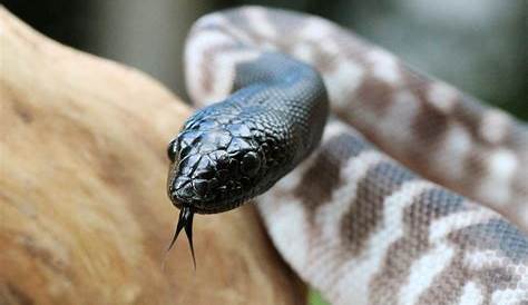 Оригинальное название: The Black Python Snake: A Comprehensive Guide
