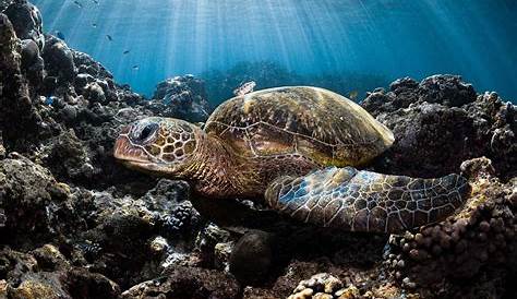 Оригинальное название: Turtle Entourage: A Deep Dive Into the World of Turtle Conservation and Their Guardians